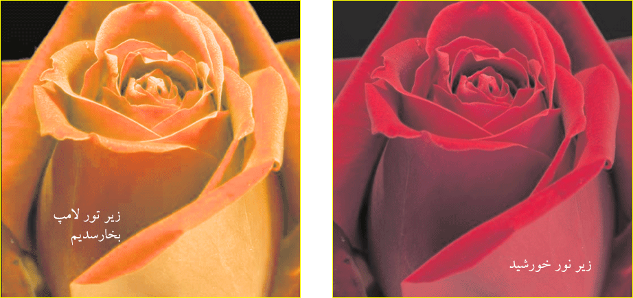 مقایسه گل سرخ زیر نور خورشید و نور لامپ سدیمی